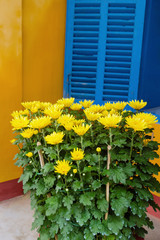 Yellow flowers of chrysanthemums on a street near to yellow house with blue shutters.
