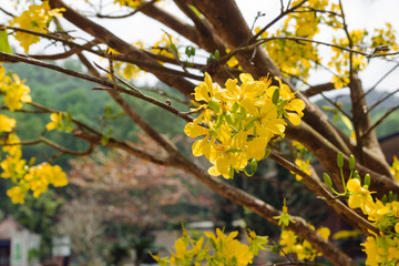 Blossom yellow flowers of peach on a tree on a sunny day. Hoi An, Vietnam.