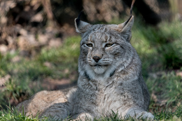 Obraz premium Wildpark Tiere