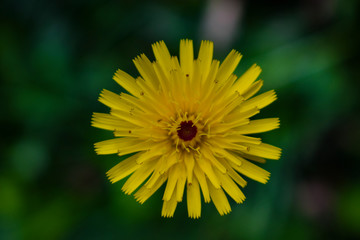 There is beauty even in the simplest things.