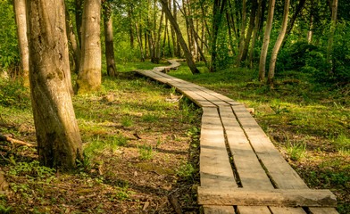 wooden boardwalk leading through a forest. a path through the trees. 