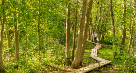 wooden boardwalk leading through a forest. a path through the trees. a man walking along a boardwalk. 