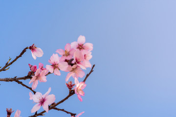 Close up branch of flowering almond trees over blue sky background. Beautiful almond blossom, at springtime background. Beautiful nature scene. Spring flowers
