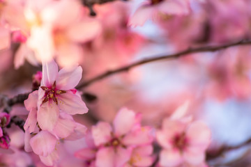 Close up of flowering almond trees. Beautiful almond flower blossom, at springtime background. Beautiful nature scene with blooming tree and sun flare. Spring flowers
