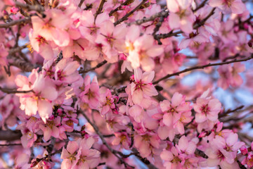Obraz premium Close up of flowering almond trees. Beautiful almond flower blossom, at springtime background. Beautiful nature scene with blooming tree and sun flare. Spring flowers. Beautiful abstract background