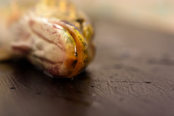 Pike close-up on a dark wooden background.