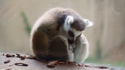 A lemur cleaning himself in a glass cage