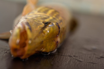Pike close-up on a dark wooden background.