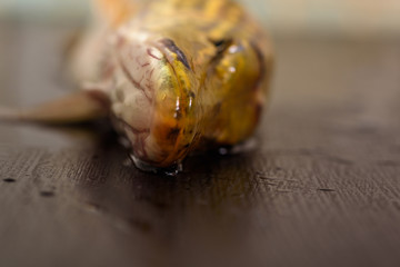 Pike close-up on a dark wooden background.