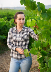 Woman proffesional winemaker working clusters of grape in vineyard