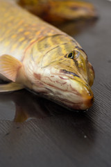 Pike close-up on a dark wooden background.