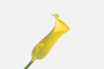 Yellow Calla lilly on white background.