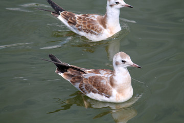 Black-headed gulls or Chroicocephalus ridibundus (syn. Larus ridibundus) in juvenile plumage,...