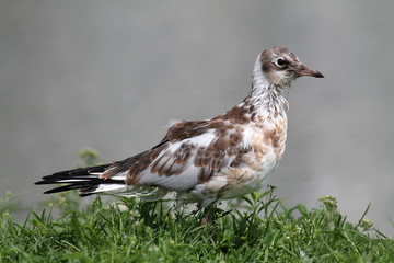 Fototapeta premium Black-headed gull or Chroicocephalus ridibundus (syn. Larus ridibundus) in juvenile plumage, Belarus