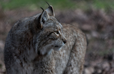 Wildpark deutschland badenwürtemberg