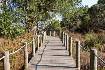 Fototapeta na wymiar Wooden beach walkway between green trees and vegetation