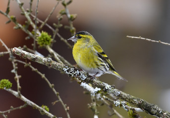 Obraz premium Männlicher Erlenzeisig