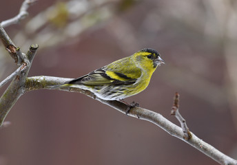 Obraz premium Erlenzeisig Männlich