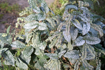Powdery mildew caused by Golovinomyces asperifoliorum on green leaves of Prickly comfrey or Symphytum asperum