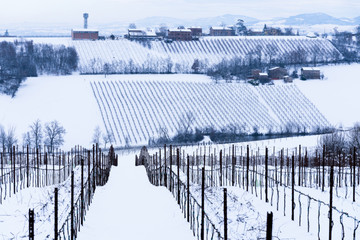 Vineyards under snow, Modena, Emilia Romagna, Italy