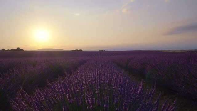 Amazing sunset over violet lavender field in Provence, France