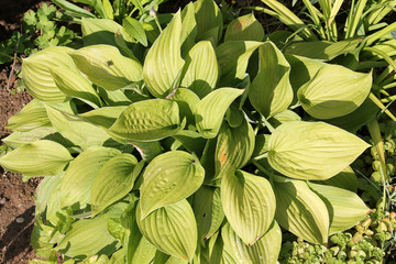 Fototapeta premium Green foliage of hosta or plantain lily in garden