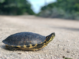 Obraz premium turtle on the road. Mexico