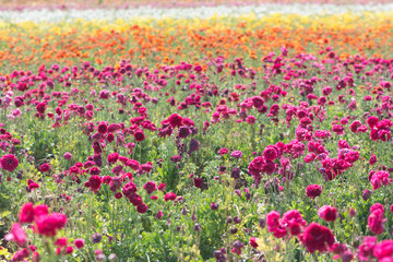 Giant Ranunculus flowers growing in a field on a sunny day. Rainbow of colorful flowers