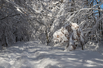 Wanderweg im Winter mit tiefhängenden Ästen