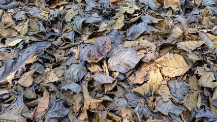Dry Teak Leaves in Forest