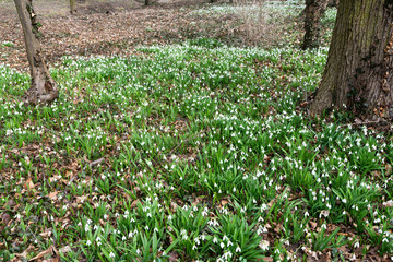 Obraz premium beautiful snowdrop background