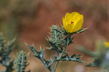 Gelbe Blüte - Tansania