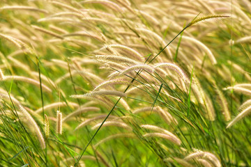 green grass fields are leaning in the wind background