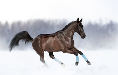 Fototapeta na wymiar Raven stallion in winter galloping