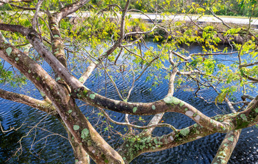 Beautiful Tree over Everglades Swamps