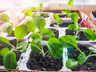 Young petunia seedlings. Independent cultivation of petunias from seeds.