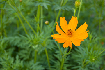 Cosmos sulphurea