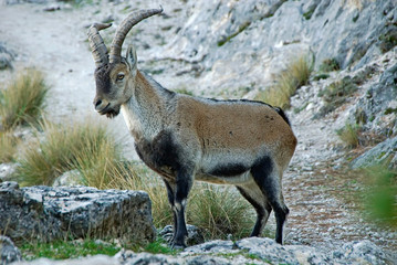 Macho de cabra hispánica pyrenaica, en la sierra de Cazorla, Segura y Las Villas.