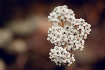flower autumn inflorescence macro photo
