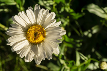 Obraz premium golden light on daisies