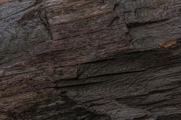 The texture of a felled tree
