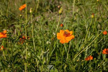 Cosmos sulphurea