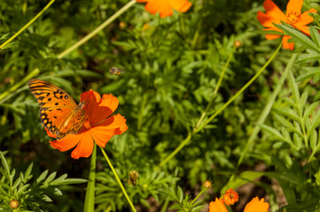 Cosmos sulphurea with butterfly