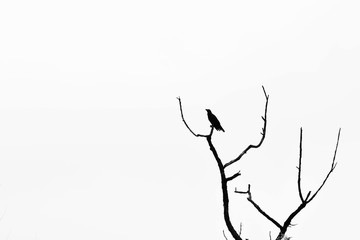 silhouette of crow on tree branch isolated on pale white background