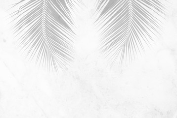 beautiful palm leaf shadow on marble texture background - monochrome