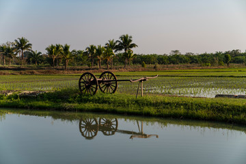 Fototapeta na wymiar A plow in the middle of rice fields with palms background 