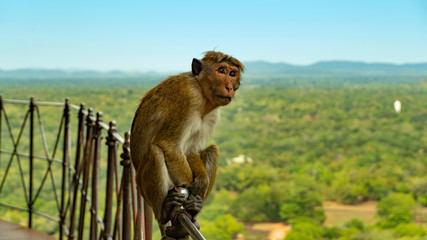 Monkey Sitting On The Metal Fence With The Landscape View