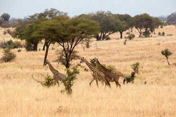 Giraffe (Giraffa)