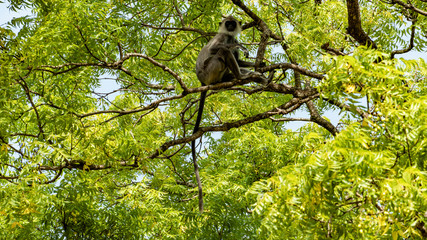 Monkey Sitting On The Tree