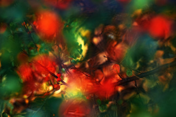Obraz na płótnie Canvas Defocused berry bush, close up